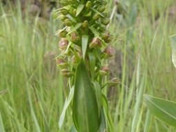 Pterygodium magnum bracts and spaced leaves
